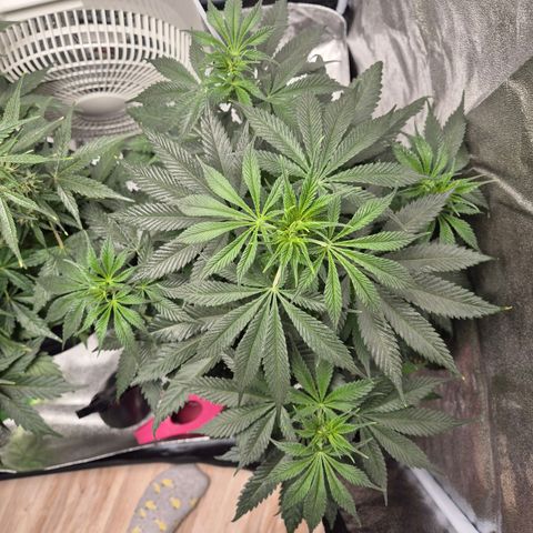  Kuhli - BCN Critical XXL growlog timeline photo