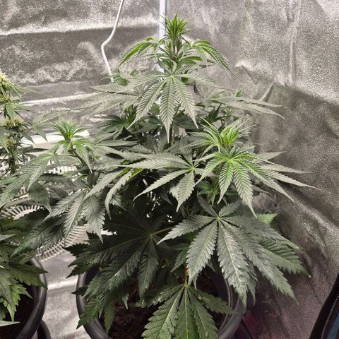  Kuhli - BCN Critical XXL growlog timeline photo
