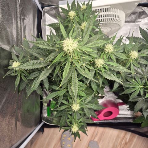 Sami - BCN Critical XXL growlog timeline photo