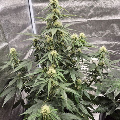 Sami - BCN Critical XXL growlog timeline photo
