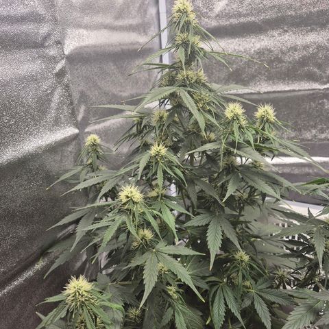 Sami - BCN Critical XXL growlog timeline photo