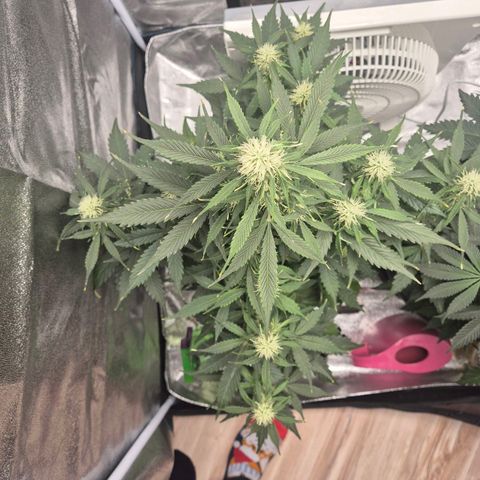 Sami - BCN Critical XXL growlog timeline photo