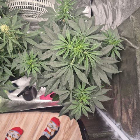  Kuhli - BCN Critical XXL growlog timeline photo