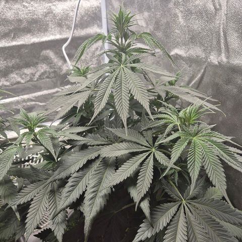  Kuhli - BCN Critical XXL growlog timeline photo