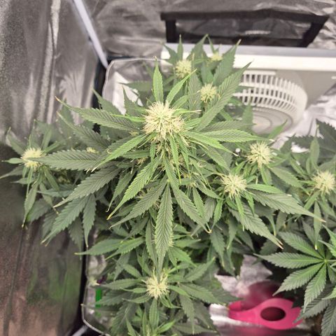 Sami - BCN Critical XXL growlog timeline photo