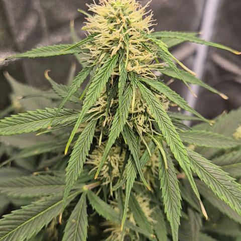 Sami - BCN Critical XXL growlog timeline photo