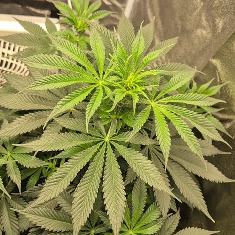  Kuhli - BCN Critical XXL growlog timeline photo