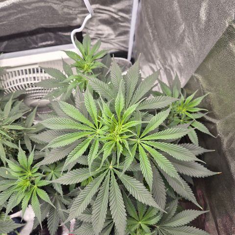  Kuhli - BCN Critical XXL growlog timeline photo