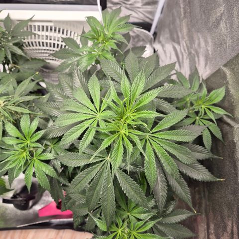  Kuhli - BCN Critical XXL growlog timeline photo