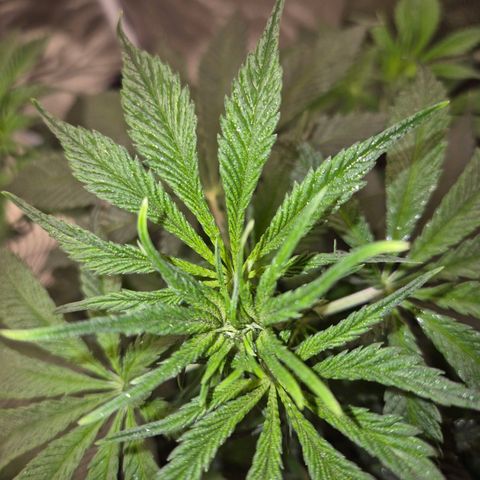  Kuhli - BCN Critical XXL growlog timeline photo