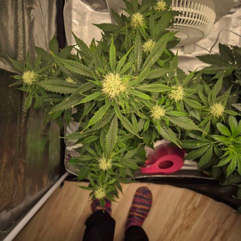 Sami - BCN Critical XXL growlog timeline photo