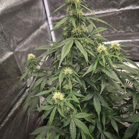 Sami - BCN Critical XXL growlog timeline photo