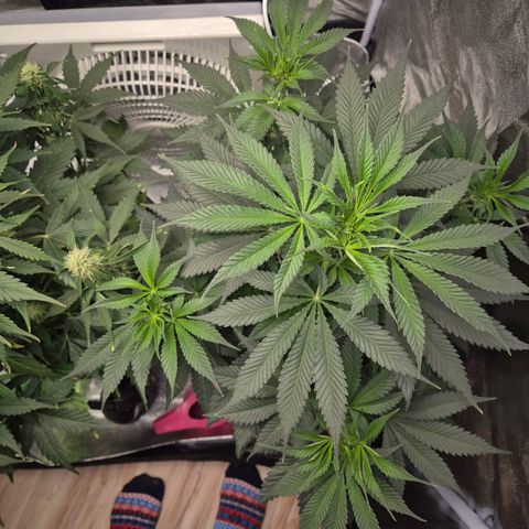  Kuhli - BCN Critical XXL growlog timeline photo