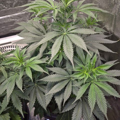  Kuhli - BCN Critical XXL growlog timeline photo