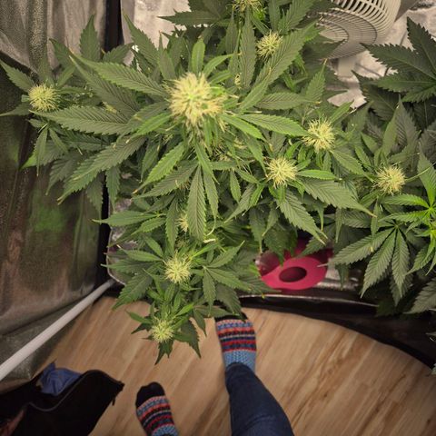 Sami - BCN Critical XXL growlog timeline photo