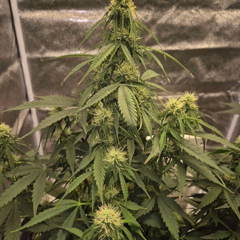 Sami - BCN Critical XXL growlog timeline photo