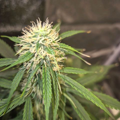 Sami - BCN Critical XXL growlog timeline photo