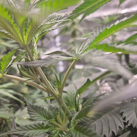  Kuhli - BCN Critical XXL growlog timeline photo