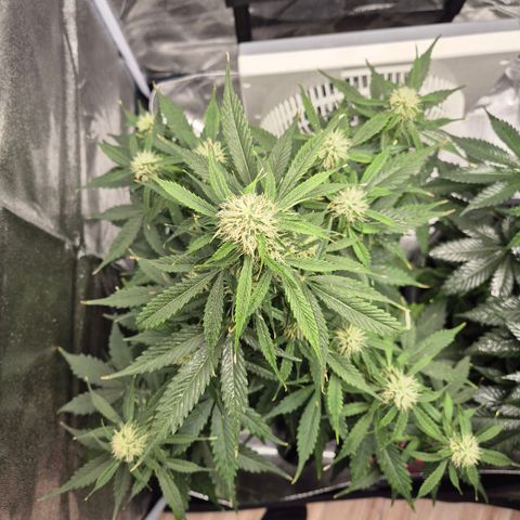 Sami - BCN Critical XXL growlog timeline photo