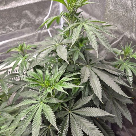  Kuhli - BCN Critical XXL growlog timeline photo