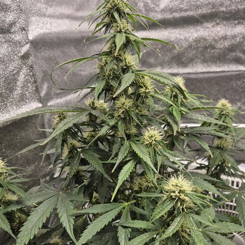 Sami - BCN Critical XXL growlog timeline photo