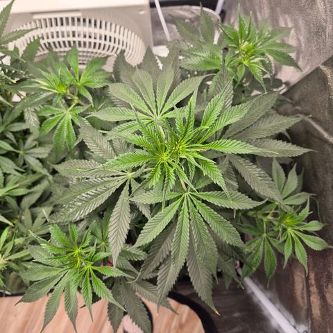 Kuhli - BCN Critical XXL growlog timeline photo