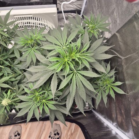  Kuhli - BCN Critical XXL growlog timeline photo