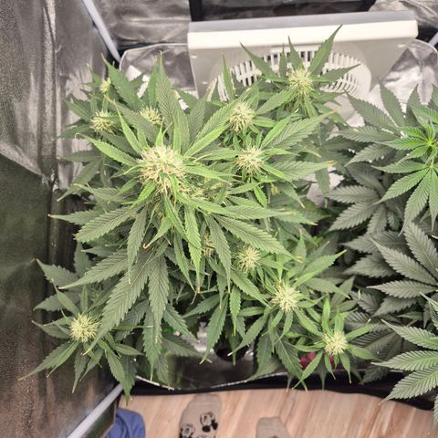 Sami - BCN Critical XXL growlog timeline photo