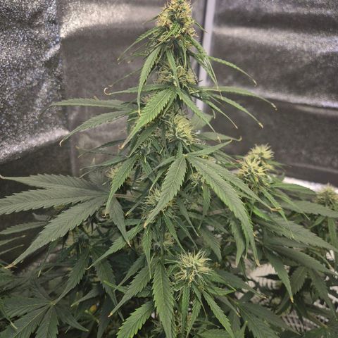 Sami - BCN Critical XXL growlog timeline photo