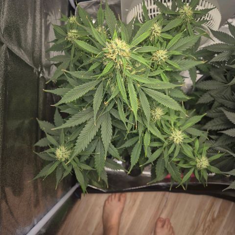 Sami - BCN Critical XXL growlog timeline photo
