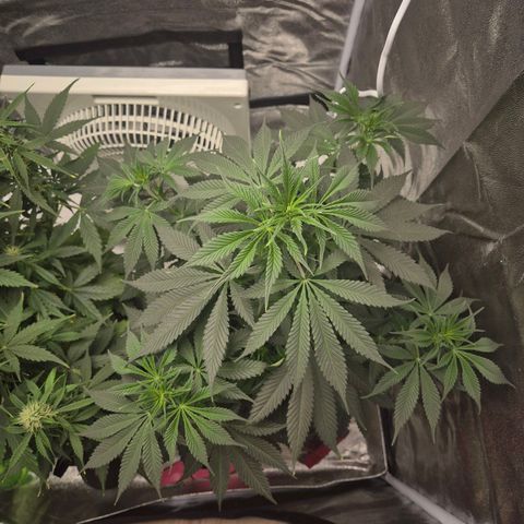  Kuhli - BCN Critical XXL growlog timeline photo