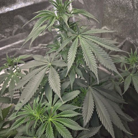  Kuhli - BCN Critical XXL growlog timeline photo