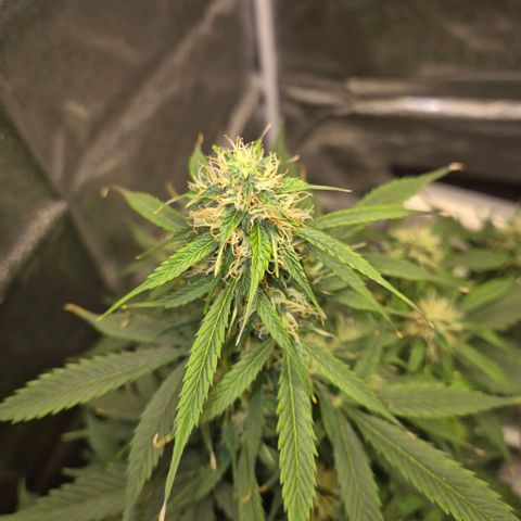 Sami - BCN Critical XXL growlog timeline photo