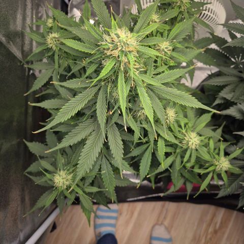 Sami - BCN Critical XXL growlog timeline photo