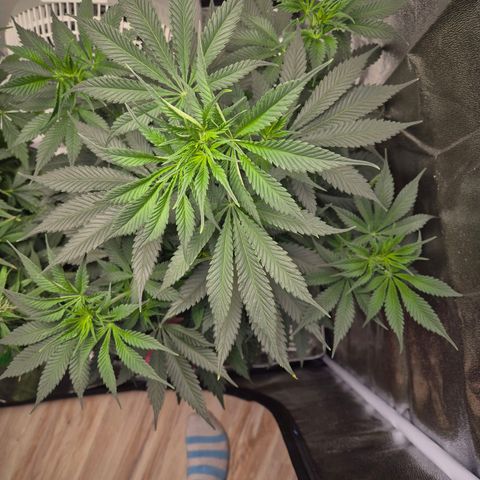  Kuhli - BCN Critical XXL growlog timeline photo