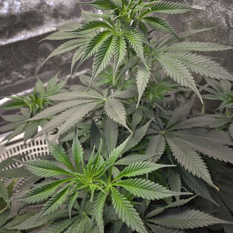  Kuhli - BCN Critical XXL growlog timeline photo