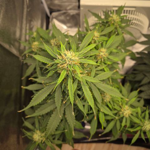 Sami - BCN Critical XXL growlog timeline photo