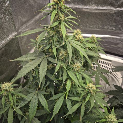 Sami - BCN Critical XXL growlog timeline photo