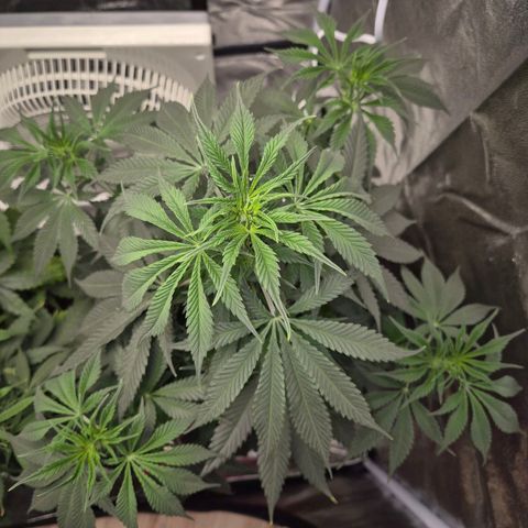  Kuhli - BCN Critical XXL growlog timeline photo