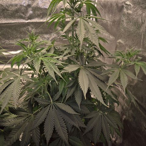  Kuhli - BCN Critical XXL growlog timeline photo