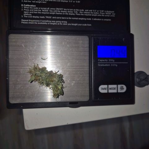 Sami - BCN Critical XXL growlog timeline photo