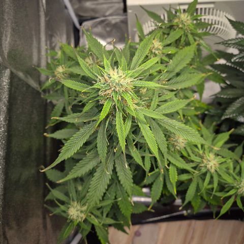Sami - BCN Critical XXL growlog timeline photo