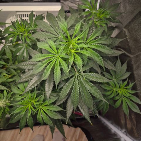  Kuhli - BCN Critical XXL growlog timeline photo