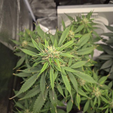 Sami - BCN Critical XXL growlog timeline photo