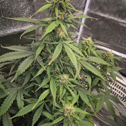 Sami - BCN Critical XXL growlog timeline photo