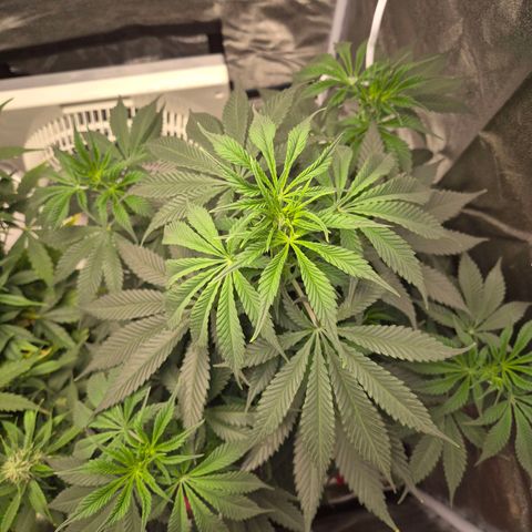  Kuhli - BCN Critical XXL growlog timeline photo