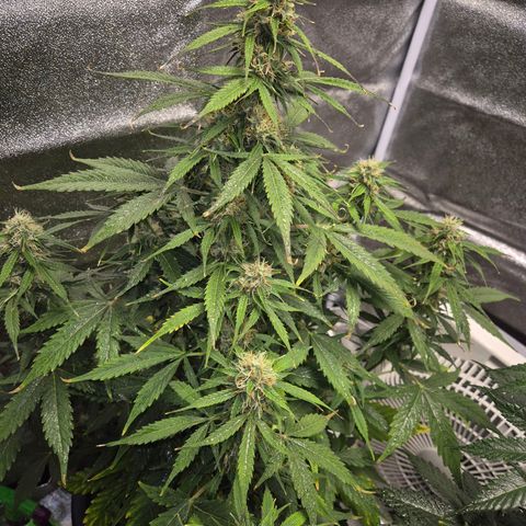 Sami - BCN Critical XXL growlog timeline photo
