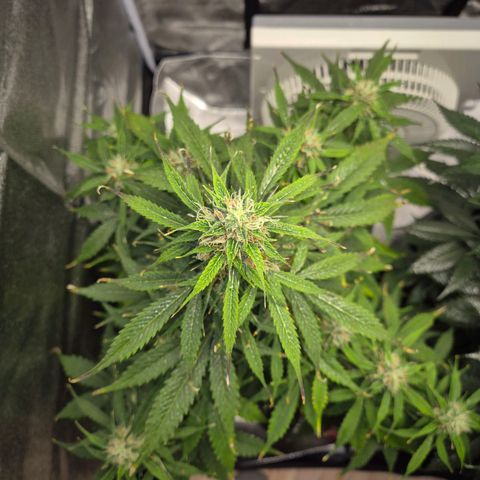 Sami - BCN Critical XXL growlog timeline photo