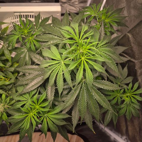  Kuhli - BCN Critical XXL growlog timeline photo