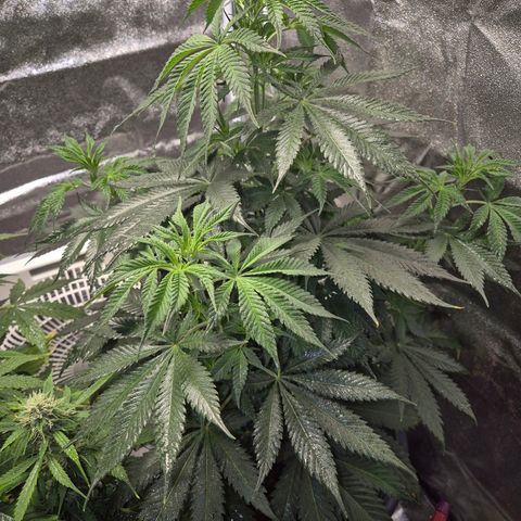  Kuhli - BCN Critical XXL growlog timeline photo